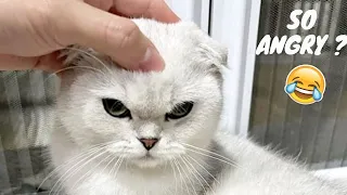 BEST FUNNY CATS COMPILATION 2022😂|  Super Funny and Cute Cat Videos ! 😹