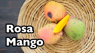 Truly Tropical Mango Varieties- 'Rosa'