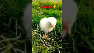 baby cock🐥 #shorts#video#🐥🐥🥰💯