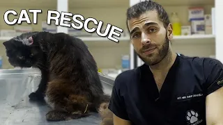 ABANDONED CATS! ( Two Cats Rescued From Forest! )