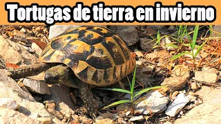 ▷  Cuidados de las Tortugas de Tierra en Invierno