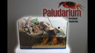 Naturalistic Vampire Crab Paludarium | Bioactive Ecosystem