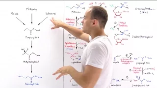 Metabolism of Methionine