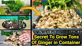 10 रुपए में उगाइये 10 किलो अदरक ~ Secret To Grow 10 kg Ginger In 1 Container ~With 10 Months Updates
