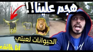 in the jungle ll الننو و ام الننو في الادغال!! اكشششن