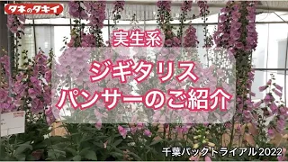 【園芸】2022-2023 ジギタリス タキイおススメ品種