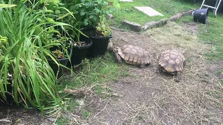 Boris Attacks Garden Plant Pots And Containers All The Time