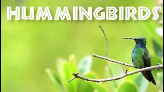 All About Hummingbirds for Kids - Hummingbird Facts for Children: FreeSchool