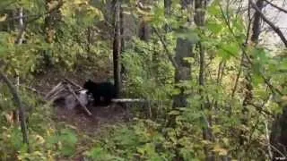 Hunting Black Bear with Bow in Woodland