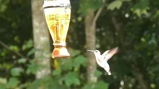 Humming Bird Feeder made from a empty Soy Sauce Bottle