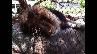 Lion Snapped at us At San Diego Zoo Today