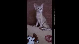 Абиссинская кошечка окраса фавн .Abyssinian kitten color fawn.