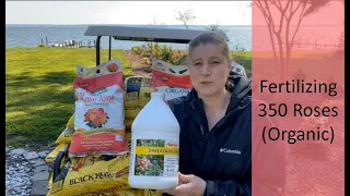 🌹 Organically Fertilizing 350 Roses // How to Fertilize Roses