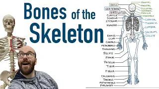 Bones of the Skeleton