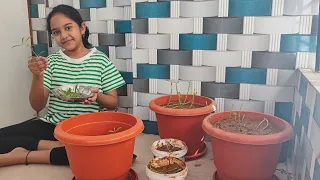 Little achievement in this summer vacation,Our Beginner Journey,How to grow ponagantikoora at home