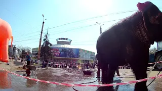 В Твери помыли слонов