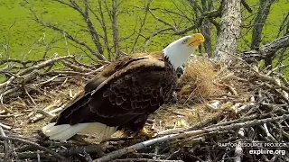 Decorah Eagles - North Nest 06.05.2024