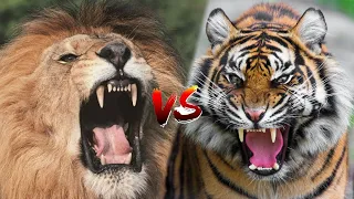 사자 vs 호랑이 드디어 만났다.. 지상 최강의 동물 승자는 누구일까?