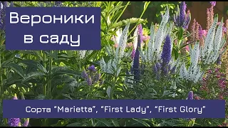 Вероники в саду. Сорта "Мариетта", "Ферст Леди", "Ферст Глори".