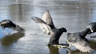 Coot Wars on Ice #shorts