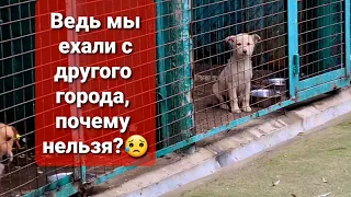 НАС НЕ ПУСТИЛИ В ОТЛОВНИК😳ПОДОБРЫШИ ПРОДОЛЖАЮТ РАЗГРОМЛЯТЬ ДОМ😭