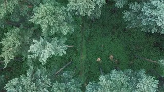 Bedfordshire Woodland Forest Scene Drone Stock Footage