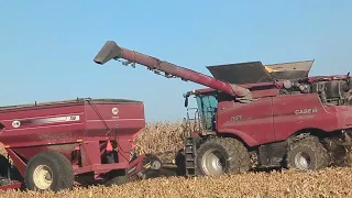 Corn Harvest 2023 Chasing - CASE IH Axial-Flow® - MX255 - J&M 750 #harvestchaser 4K