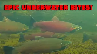 EPIC 12 Minutes Of TWITCHING For Coho Salmon! CRAZY Underwater Bites CAPTURED!!