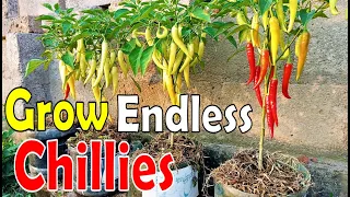 Never buy pepper again: Grow an endless supply of chili pepper at home