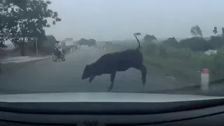 Viral Video: Cow Crosses Road At Wrong Time, Gets Launched Into The Air