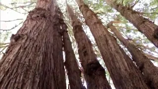 Some Cool Facts About Coast Redwoods
