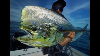 The Biggest Mahi ever caught casting a lure!! 80 pound dorado on topwater