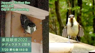 Fledging day! All six Japanese Tit chicks left the nest at 6:00 pm!! (Jul 20 2022)