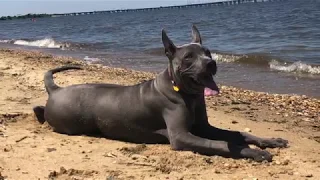 Thai Ridgeback "Bodhi" learns obedience with Off Leash K9 Training, Maryland