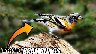 Breeding Brambling Finches w/ Joe Daly | N&N ZR - 2