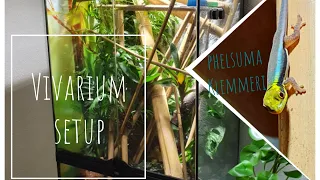 Vivarium Setup | Bamboo Forest for Phelsuma Klemmeri