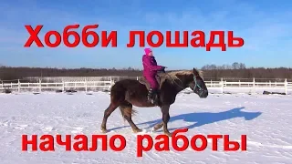 Молодая хобби лошадь. Осваиваем важные умения верхом.