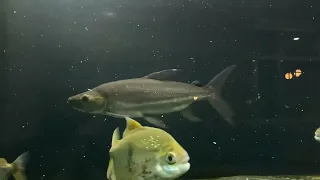 omg !!😱😱 big goliath tiger fish feeding time #fish #monsterfish #vairal #tranding #love #youtube