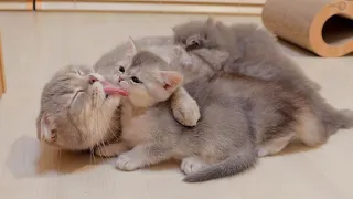 A mother cat gently soothes her kitten who is having trouble drinking milk.