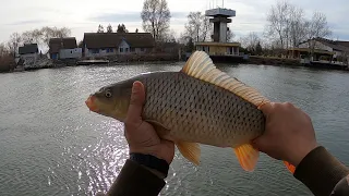 Super partidă de Februarie 🐟🐟🐟 Plătică, șalău și crap la Gorgova, Canalul 22 și Crișan 🎣