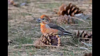 NSAS Presents Birding the N  Sierras from the Valley Floor to the Crest w the Hamilyons & Stephenson