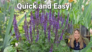 Easy - How to Propagate Salvia Cuttings for Beginners!