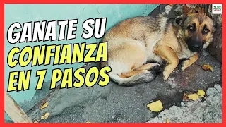 💖 ¿CÓMO GANARSE LA CONFIANZA DE UN PERRO MIEDOSO? 💖