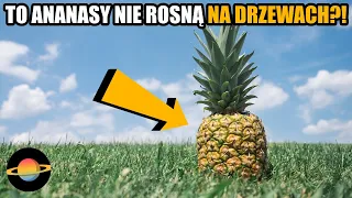 10 produktów, które rosną inaczej niż sobie to wyobrażałeś