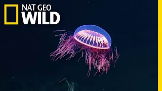 Spellbinding Jellyfish Spotted in Rare Deep Sea Footage | Nat Geo Wild