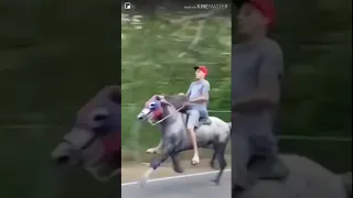 Fast horse with Mr Krabs walking sound