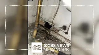 New York City landlord issued arrest warrant for disgusting conditions