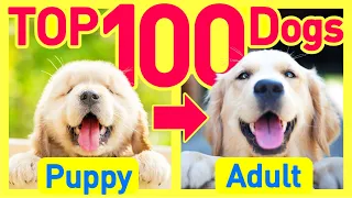 TOP100 Dog Breeds Before and After Growing Up ❤️ Puppy to Adult Cute Smiles Edition