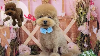 Poodle] Trimming for a fluffy, crisp, three-dimensional cut around the face