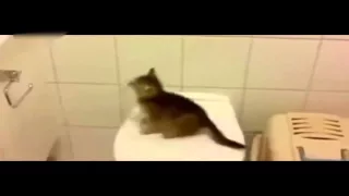 Коты   проказники 2 !!! Смешные животные! Приколы! Смешные коты / Funny animals! Fun! Funny Cats!